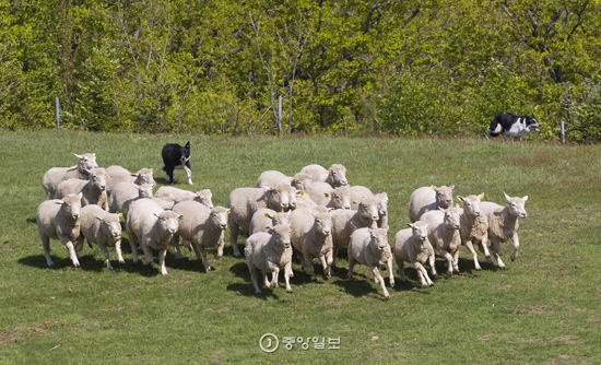 中韩人力网小编君推荐：大关岭Eco Green Campus的牧羊演出 