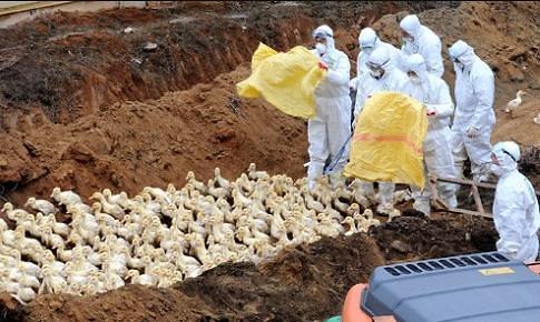 韩国禽流感经济损失达58亿元 蛋荒还会继续。 --- 中韩人力网