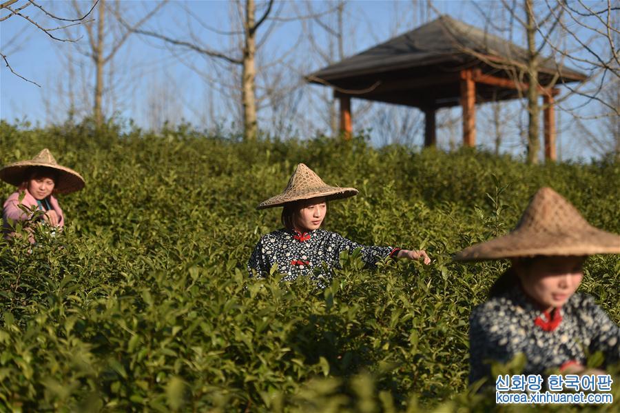 （社会）（1）浙江开化：春茶开采忙