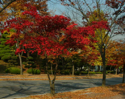 韩国龙仁大学图片