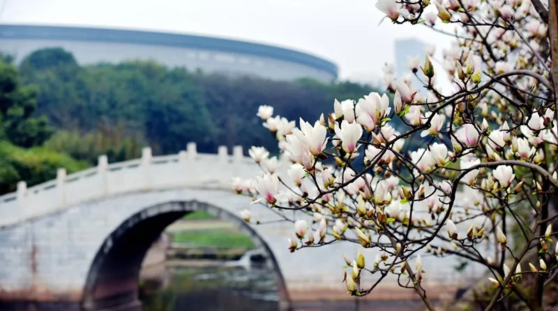 중국 각지 대학 캠퍼스, 꽃이 활짝 폈다! 