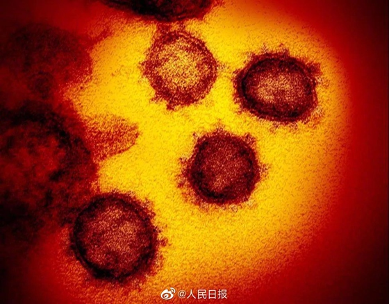 변종 코로나 바이러스는 원형 바이러스의 업그레이드일까? (1)